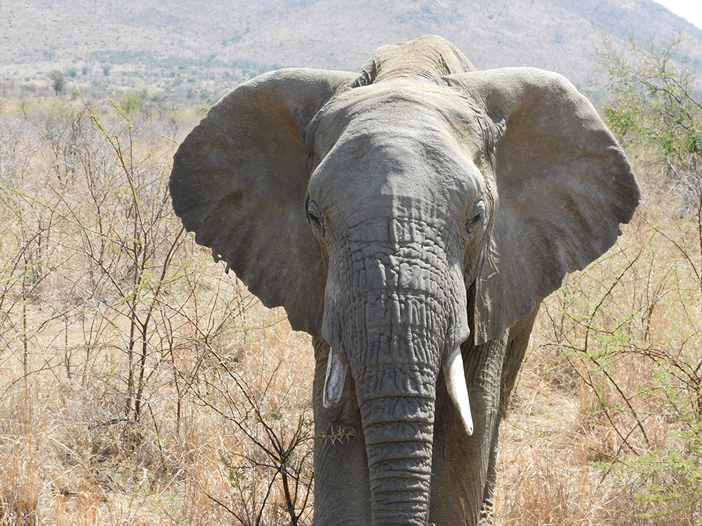 elephant