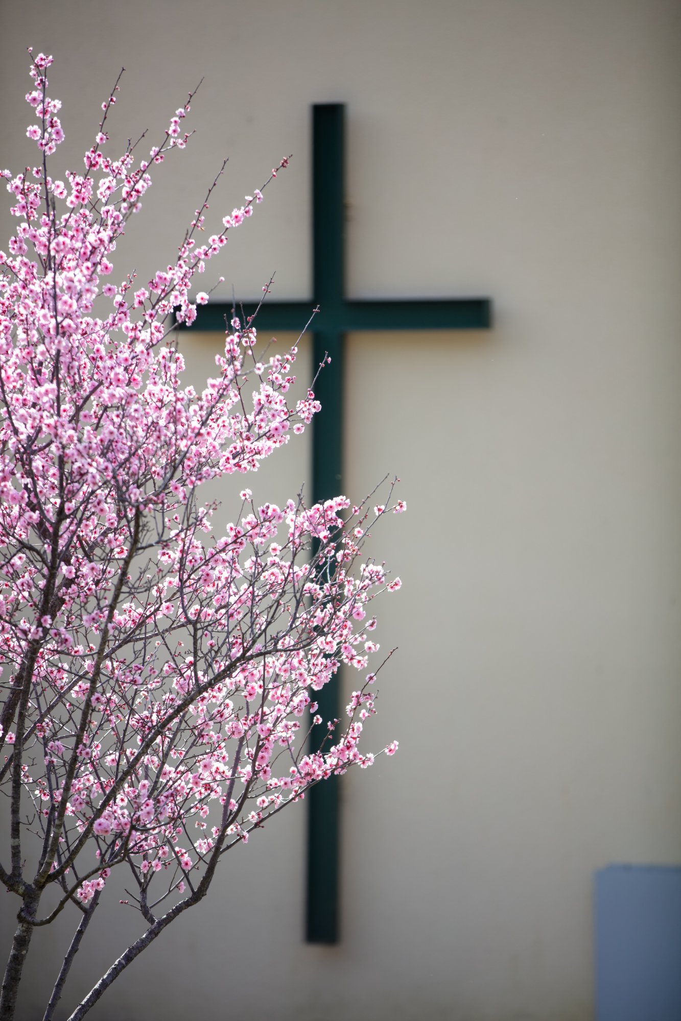 Cherry_Blossoms-36